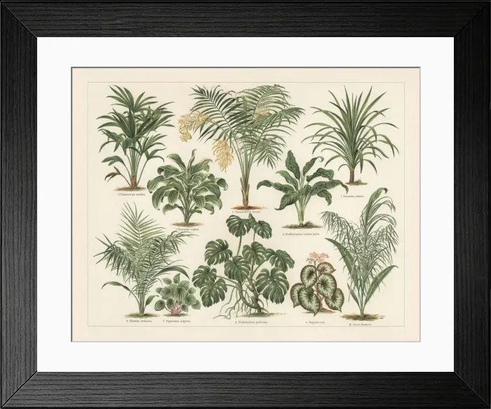 Framed Print : Houseplants, lithograph, published in 1897 Framed Print : Houseplants, lithograph, published in 1897