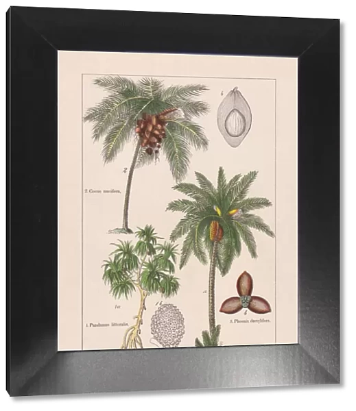 Monocotyledons, palm trees, chromolithograph, published in 1895