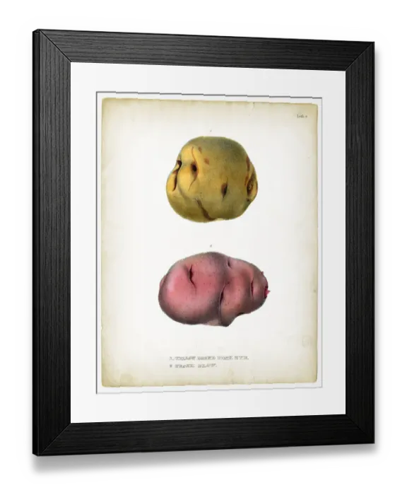 Framed Print : Raw potatoes illustrations 1849 Framed Print : Raw potatoes illustrations 1849