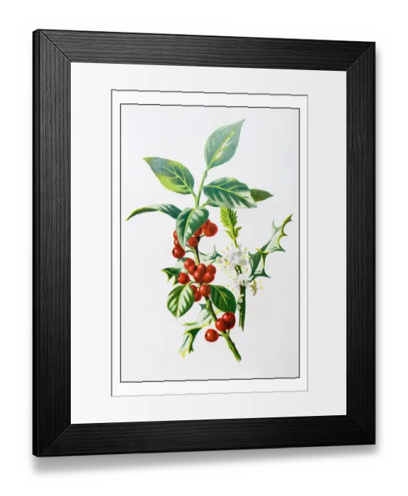 Framed Print : Antique color plant flower illustration: holly (Ilex) Framed Print : Antique color plant flower illustration: holly (Ilex)