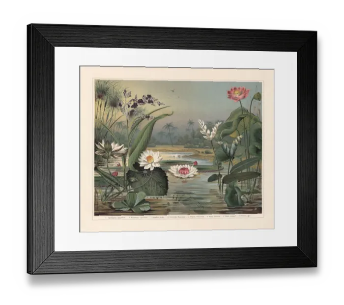 Framed Print : Water plants, chromolithograph, published in 1897 Framed Print : Water plants, chromolithograph, published in 1897