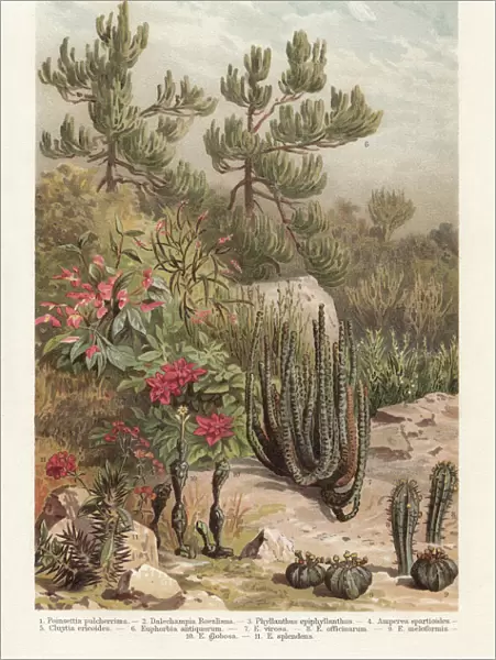 Euphorbiaceae, lithograph, published in 1897