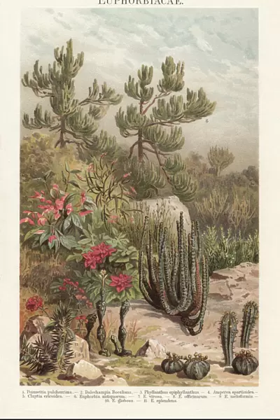 Euphorbiaceae, lithograph, published in 1897
