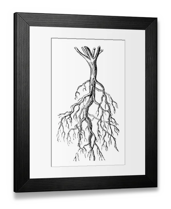 Framed Print : Common Mallow (Malva sylvestris) root Framed Print : Common Mallow (Malva sylvestris) root
