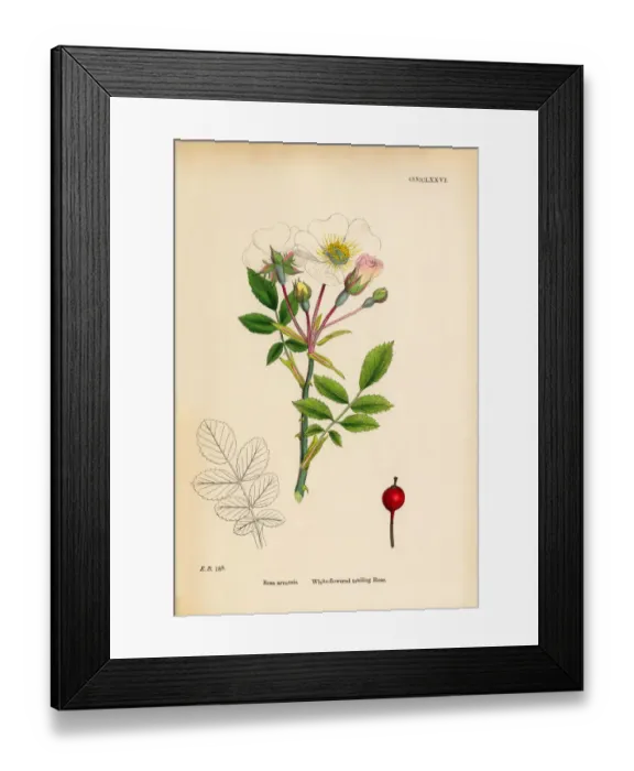 Framed Print : White-flowered trailing Rose, Rosa arvensis, Victorian Botanical Illustration, 1863 Framed Print : White-flowered trailing Rose, Rosa arvensis, Victorian Botanical Illustration, 1863