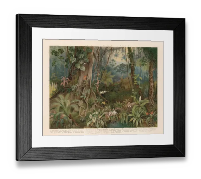 Framed Print : Plants of the rainforest, chromolithograph, published in 1898 Framed Print : Plants of the rainforest, chromolithograph, published in 1898