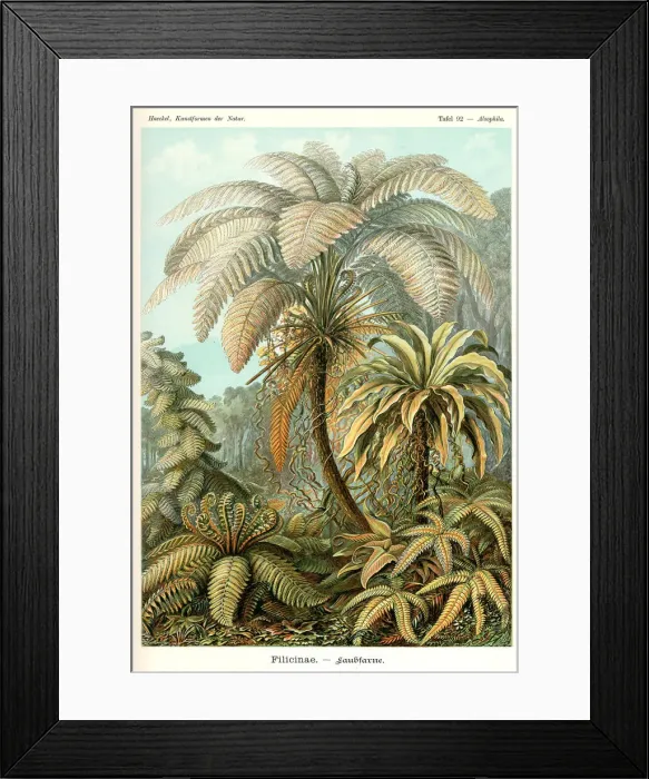 Framed Print : Fauna KdN t092 Alsophila - Filicinae Framed Print : Fauna KdN t092 Alsophila - Filicinae