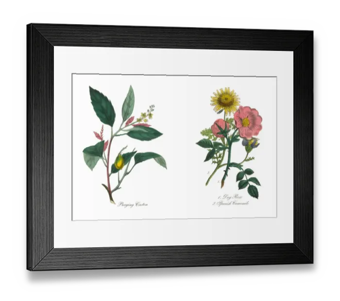 Framed Print : Dog Rose and Spanish Camomile Victorian Botanical Illustration Framed Print : Dog Rose and Spanish Camomile Victorian Botanical Illustration