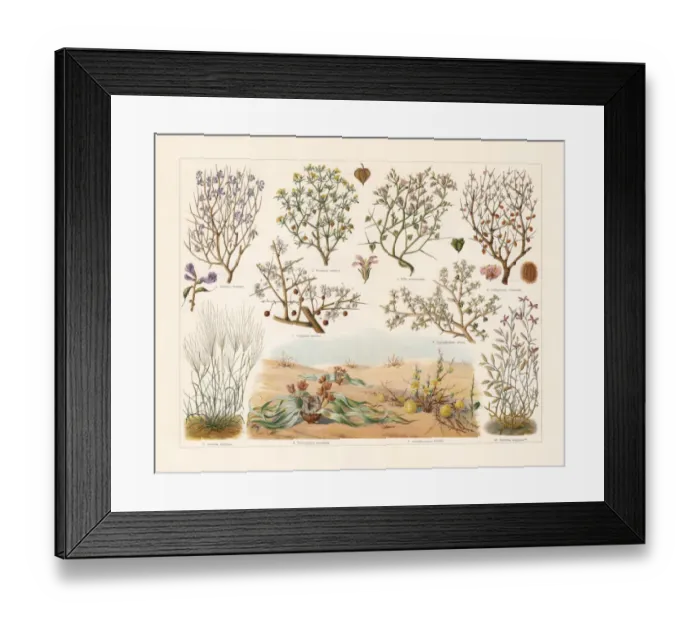 Framed Print : Desert plants, chromolithograph, published in 1897 Framed Print : Desert plants, chromolithograph, published in 1897