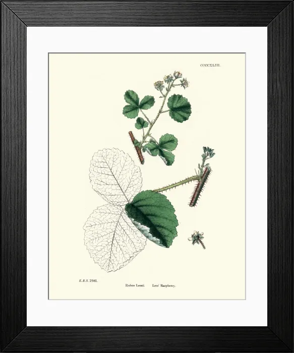 Framed Print : Rubus Leesii, Lees Raspberry plant, botanical print Framed Print : Rubus Leesii, Lees Raspberry plant, botanical print