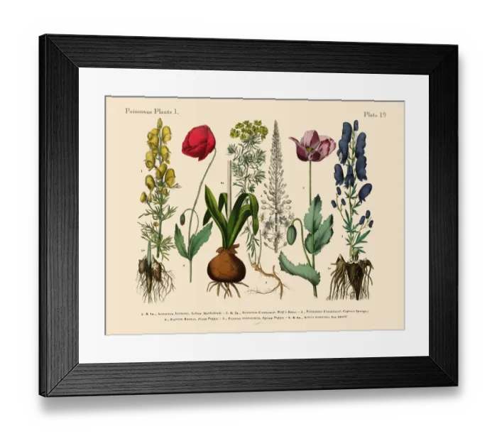Framed Print : Wildflowers, Poisonous and Toxic Plants, Victorian Botanical Illustration Framed Print : Wildflowers, Poisonous and Toxic Plants, Victorian Botanical Illustration