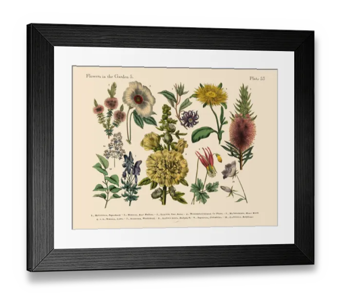 Framed Print : Exotic Flowers of the Garden, Victorian Botanical Illustration Framed Print : Exotic Flowers of the Garden, Victorian Botanical Illustration