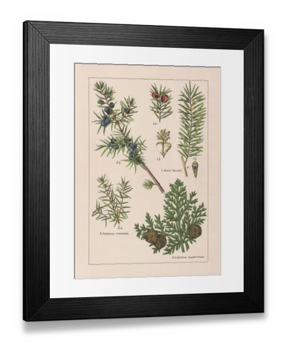 Framed Print : Coniferes, chromolithograph, published in 1895 Framed Print : Coniferes, chromolithograph, published in 1895