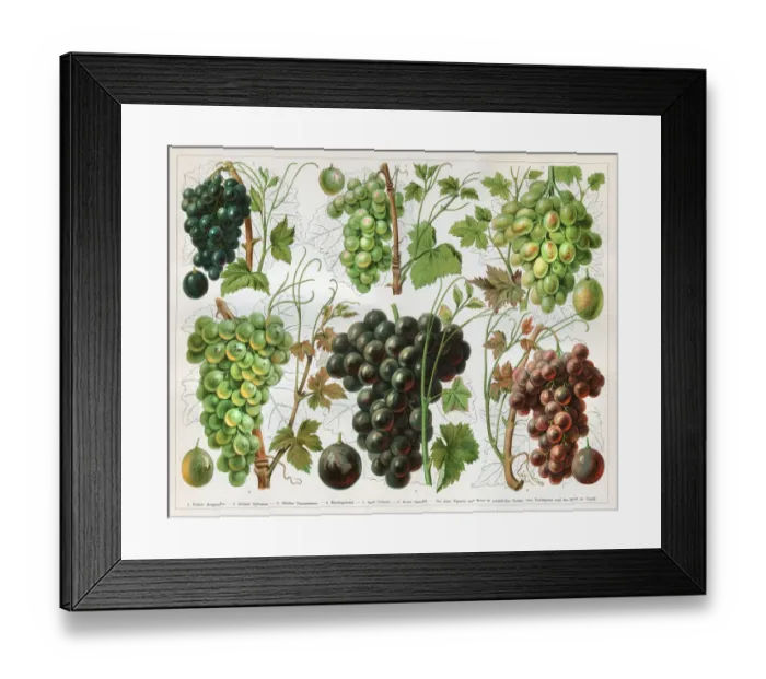 Framed Print : Grape vineyard variation wine 1897 Framed Print : Grape vineyard variation wine 1897