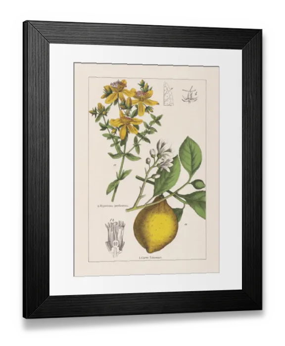 Framed Print : Rutaceae, Hypericaceae, chromolithograph, published in 1895