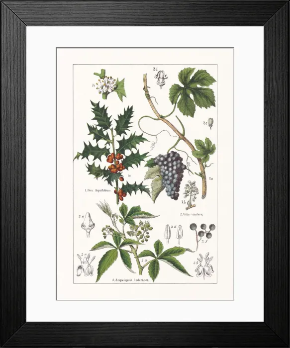 Framed Print : Aquifoliaceae, Vitaceae, chromolithograph, published in 1895 Framed Print : Aquifoliaceae, Vitaceae, chromolithograph, published in 1895