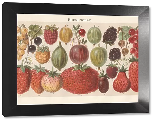 Berry fruit, lithograph, published in 1897