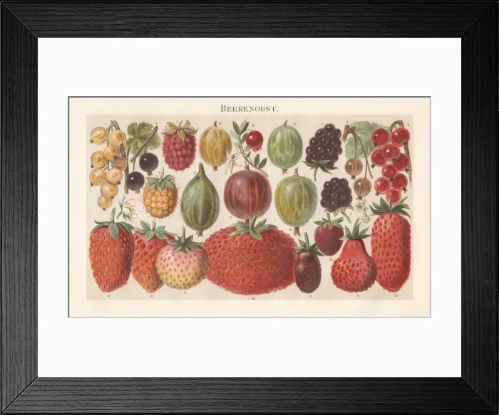 Framed Print : Berry fruit, lithograph, published in 1897 Framed Print : Berry fruit, lithograph, published in 1897