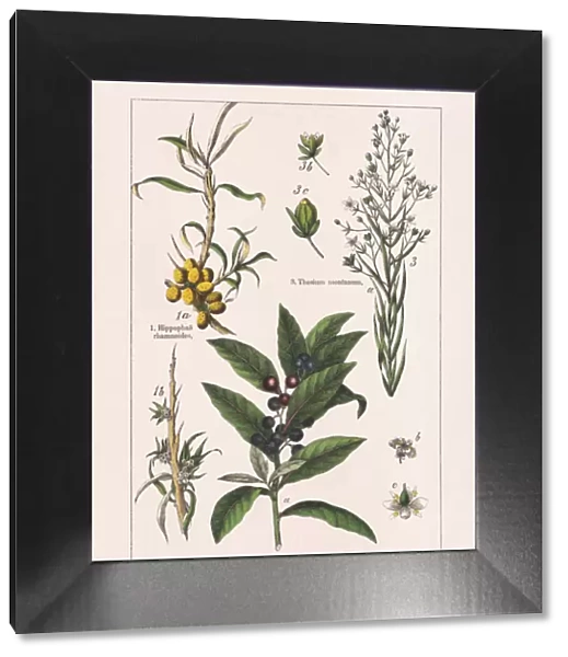 Magnoliids, chromolithograph, published in 1895