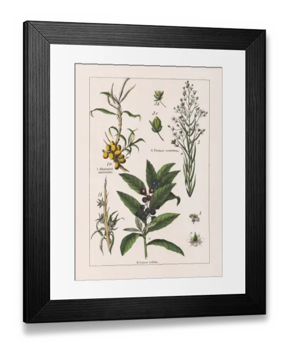 Framed Print : Magnoliids, chromolithograph, published in 1895 Framed Print : Magnoliids, chromolithograph, published in 1895