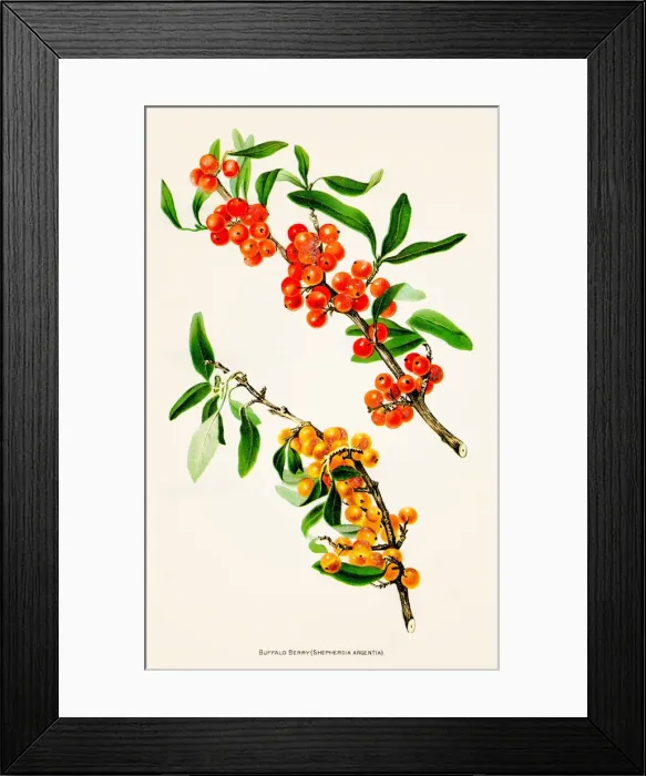 Framed Print : Berry illustration 1892 Framed Print : Berry illustration 1892