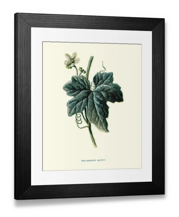 Framed Print : Red berried Bryonia Framed Print : Red berried Bryonia