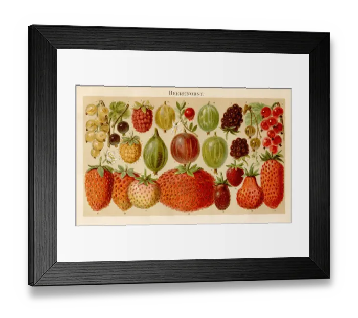 Framed Print : Berries Lithograph 1895 Framed Print : Berries Lithograph 1895