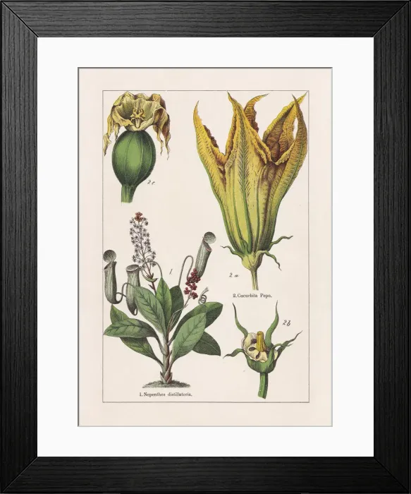 Framed Print : Magnoliids, chromolithograph, published in 1895 Framed Print : Magnoliids, chromolithograph, published in 1895