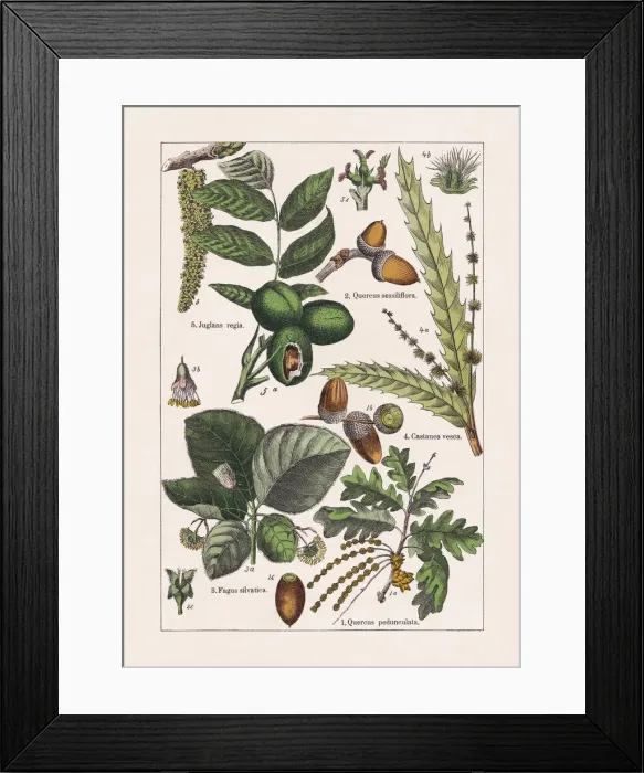 Framed Print : Magnoliids, chromolithograph, published in 1895
