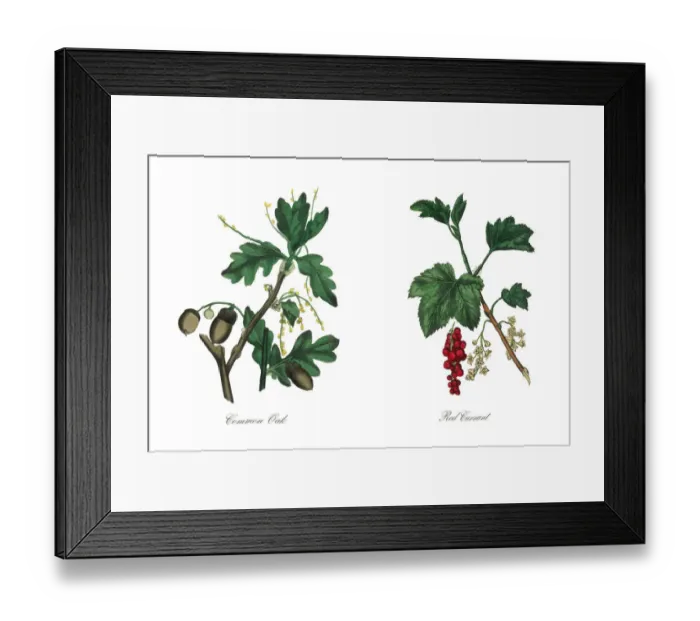 Framed Print : Common Oak Tree Victorian Botanical Illustration Framed Print : Common Oak Tree Victorian Botanical Illustration