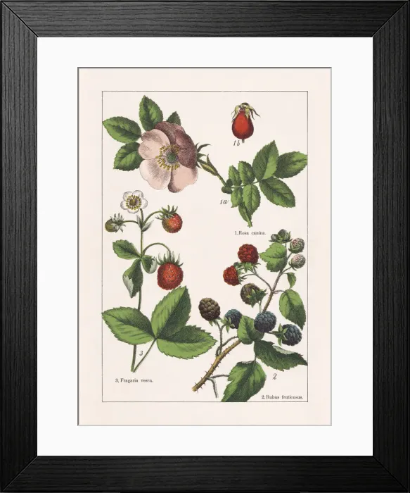 Framed Print : Rosaceae, chromolithograph, published in 1895 Framed Print : Rosaceae, chromolithograph, published in 1895