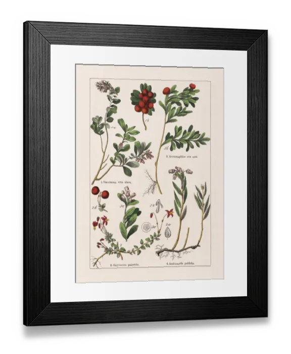 Framed Print : Magnoliids, Asterids, chromolithograph, published in 1895 Framed Print : Magnoliids, Asterids, chromolithograph, published in 1895