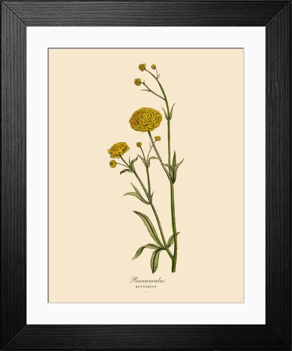 Framed Print : Ranunculus or Buttercup Plants, Victorian Botanical Illustration Framed Print : Ranunculus or Buttercup Plants, Victorian Botanical Illustration
