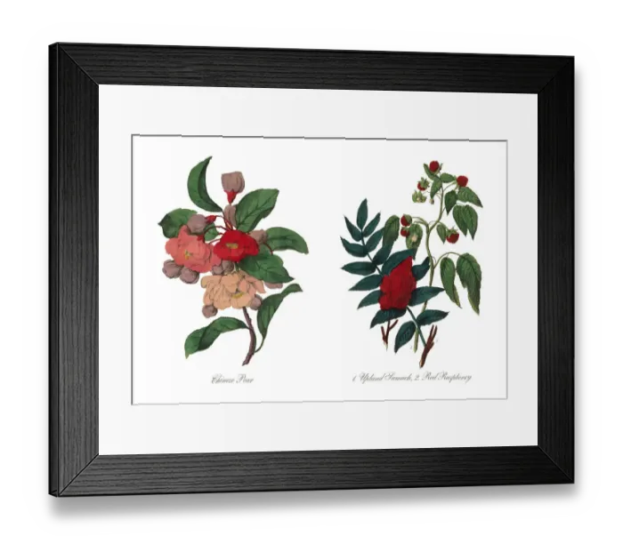 Framed Print : Chinese Pear Victorian Botanical Illustration Framed Print : Chinese Pear Victorian Botanical Illustration
