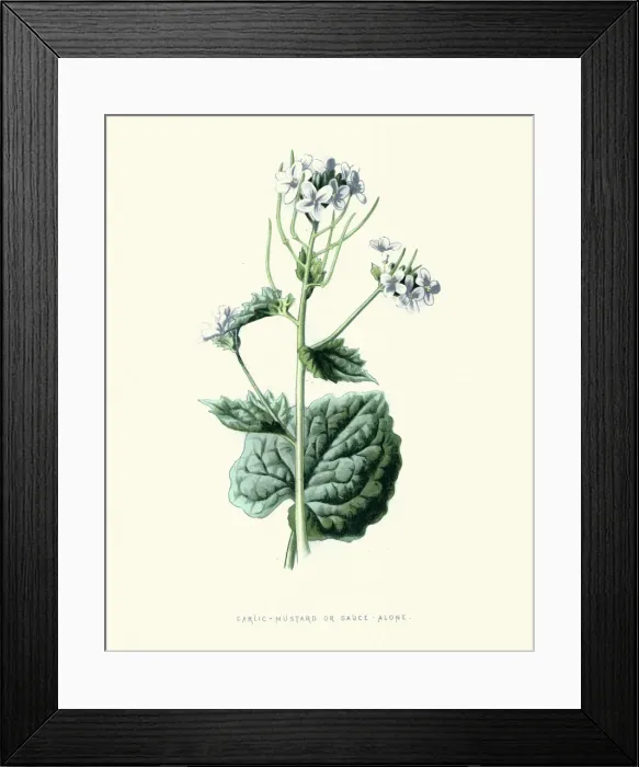 Framed Print : Alliaria petiolata, Garlic mustard, botanical flower print Framed Print : Alliaria petiolata, Garlic mustard, botanical flower print