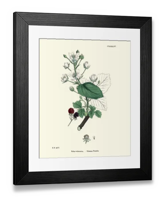 Framed Print : Rubus suberectus, Suberect Bramble plant, botanical print Framed Print : Rubus suberectus, Suberect Bramble plant, botanical print