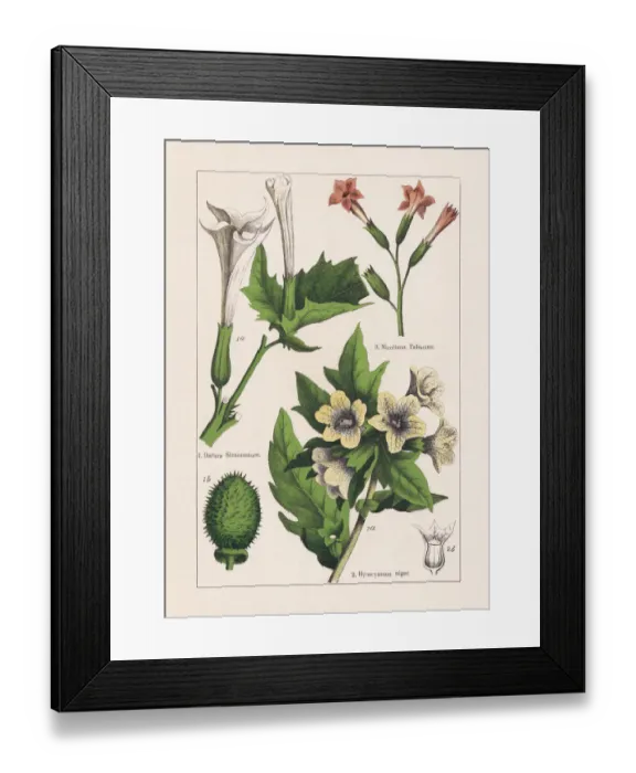 Framed Print : Magnoliids, Asterids, chromolithograph, published in 1895