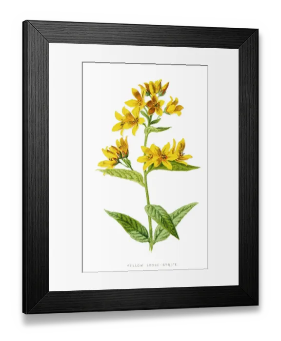 Framed Print : Loosestrife Framed Print : Loosestrife