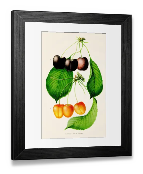 Framed Print : Napoleon cherry illustration 1892 Framed Print : Napoleon cherry illustration 1892
