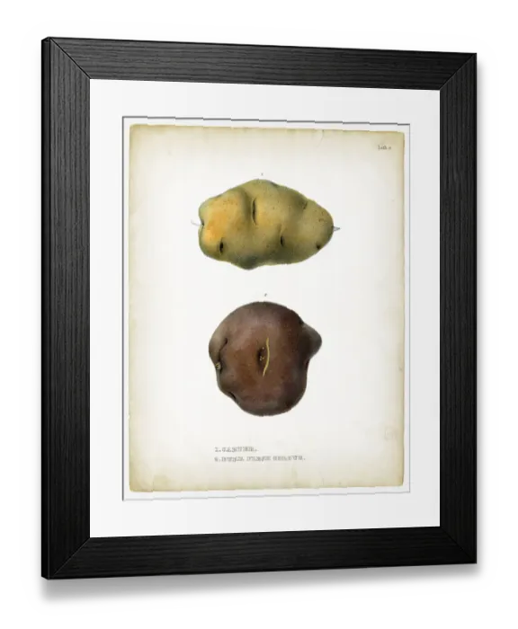 Framed Print : Carter potatoes illustrations 1849 Framed Print : Carter potatoes illustrations 1849