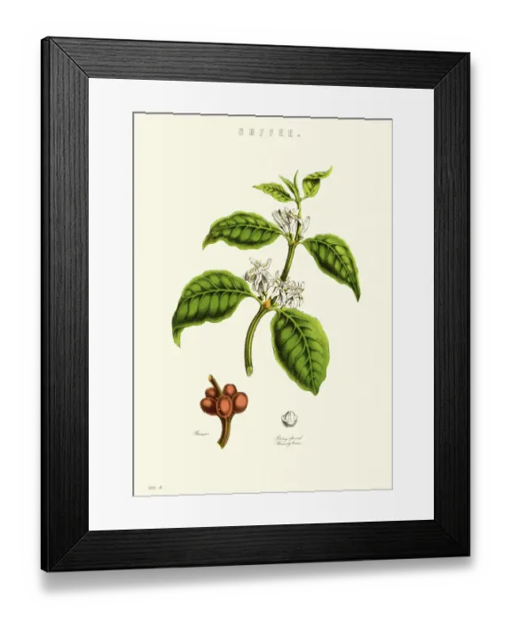 Framed Print : Coffee Plant Framed Print : Coffee Plant
