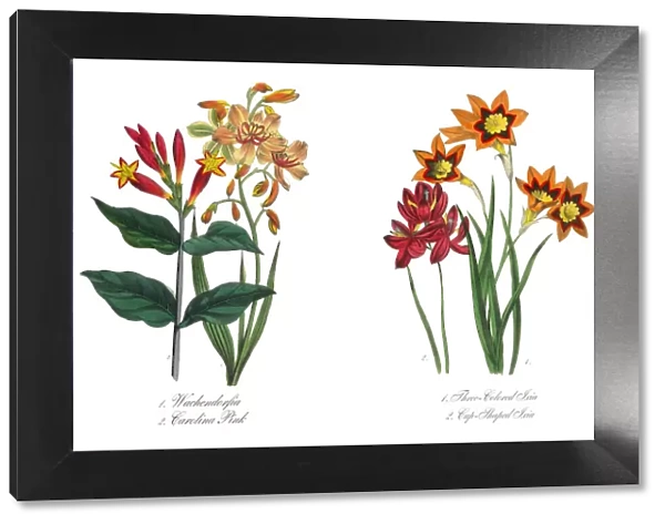 Three-Colored and Cup-Shaped Ixia Victorian Botanical Illustration