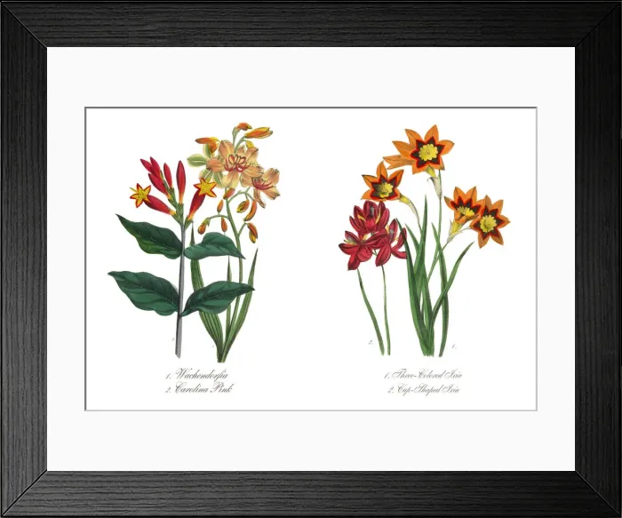 Framed Print : Three-Colored and Cup-Shaped Ixia Victorian Botanical Illustration Framed Print : Three-Colored and Cup-Shaped Ixia Victorian Botanical Illustration
