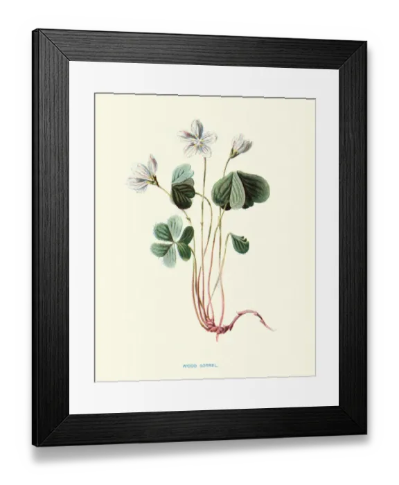 Framed Print : Flora, Wild Flowers, Oxalis acetosella, wood sorrel Framed Print : Flora, Wild Flowers, Oxalis acetosella, wood sorrel