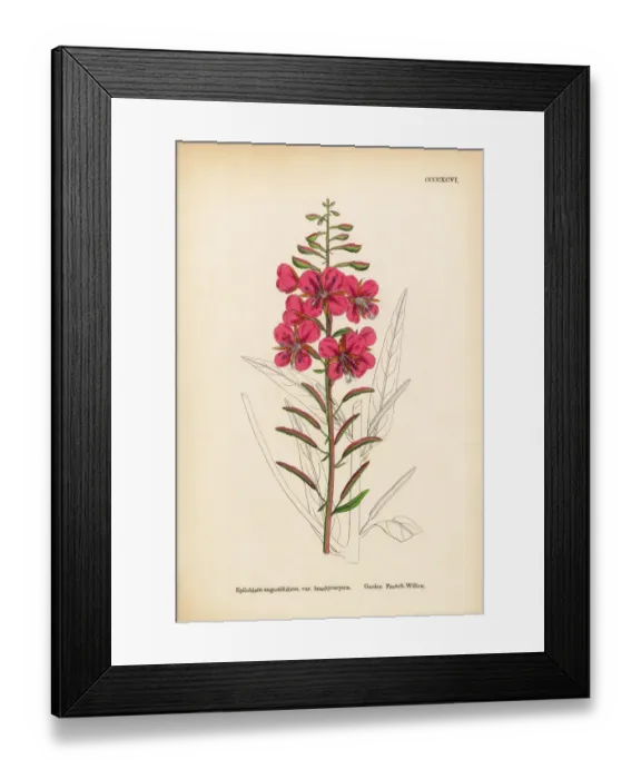 Framed Print : Garden French-Willow, Epilobium angustifolium, var. brachycarpum Framed Print : Garden French-Willow, Epilobium angustifolium, var. brachycarpum