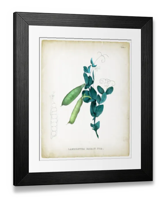 Framed Print : illustrations 1849 Framed Print : illustrations 1849
