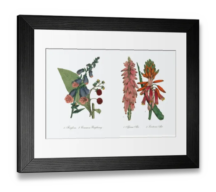 Framed Print : Aloe and African Aloe Victorian Botanical Illustration Framed Print : Aloe and African Aloe Victorian Botanical Illustration