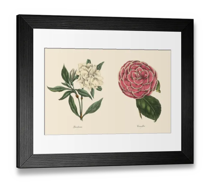 Framed Print : Victorian Botanical Illustration of Gardenia and Camellia Plants Framed Print : Victorian Botanical Illustration of Gardenia and Camellia Plants