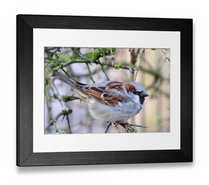 Framed Print : House Sparrow - Passer domesticus Framed Print : House Sparrow - Passer domesticus