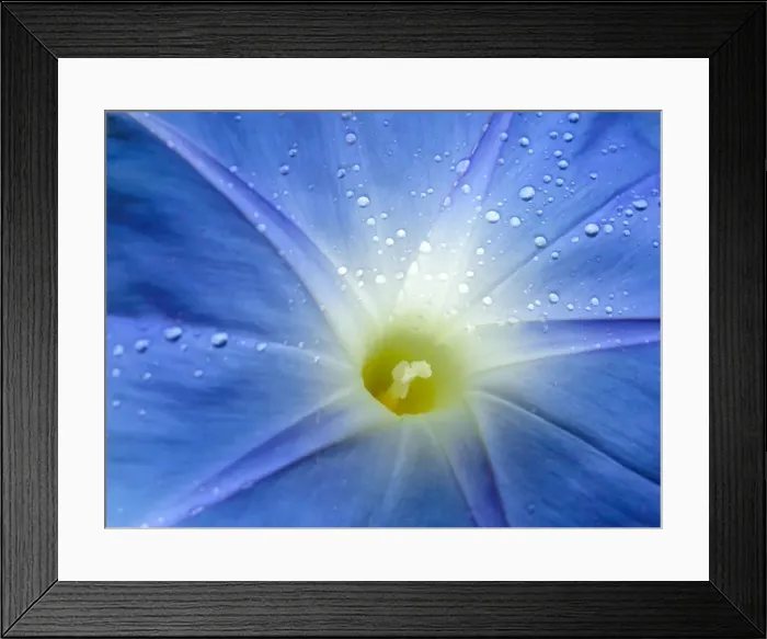 Framed Print : Close-up of Morning glory flower (Ipomoea tricolor) Framed Print : Close-up of Morning glory flower (Ipomoea tricolor)